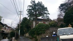 2017/2/7 八幡東区勝山町 O邸 C=170の桧の伐採です。