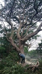 2017/2/10 門司区の公園で大木伐採です。 無事倒れました。