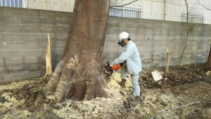 2016/12/2 小倉北区足立で、大木伐採です。