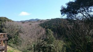 2017/2/27 京都郡苅田町でカシノキ伐採しました。
